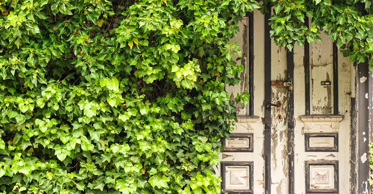 An old, rustic door covered by vibrant green ivy, creating a hidden entrance.