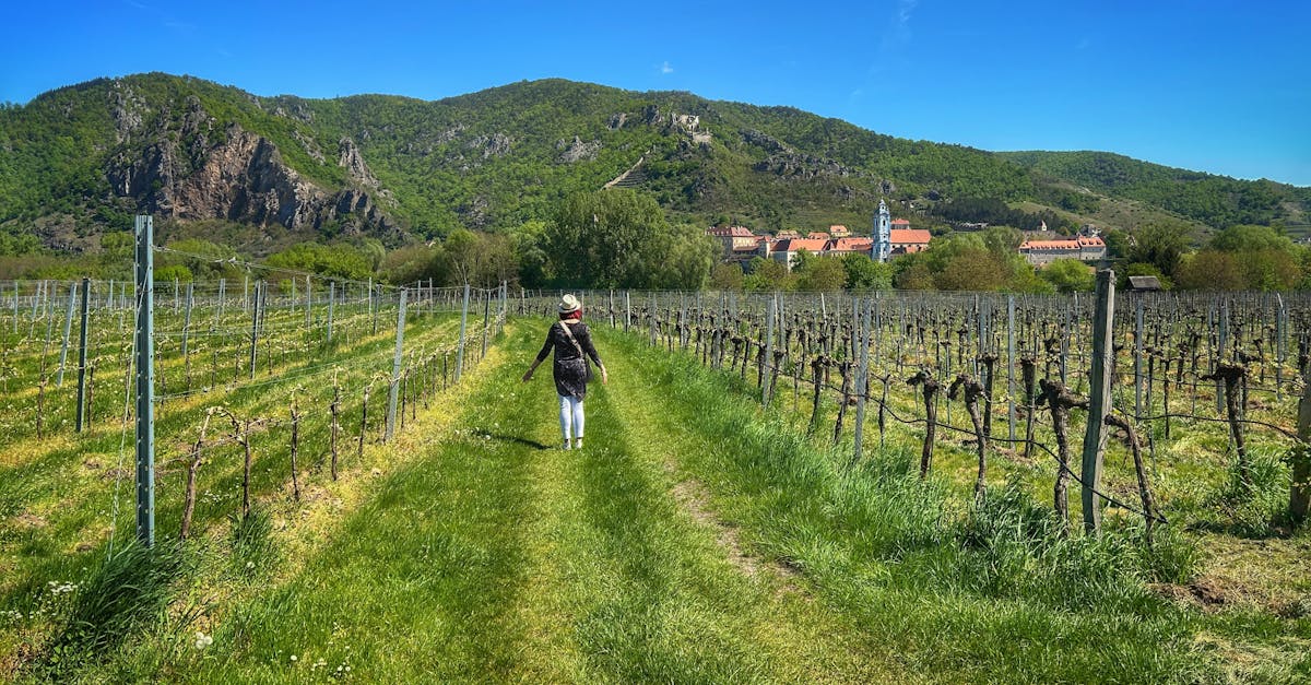 A woman strolls through a vineyard in Dolna Austria with mountains and a village in the background.