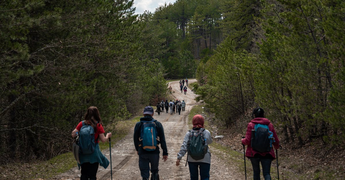 A large group of hikers exploring a forest trail. Perfect for adventure and outdoor recreation themes.