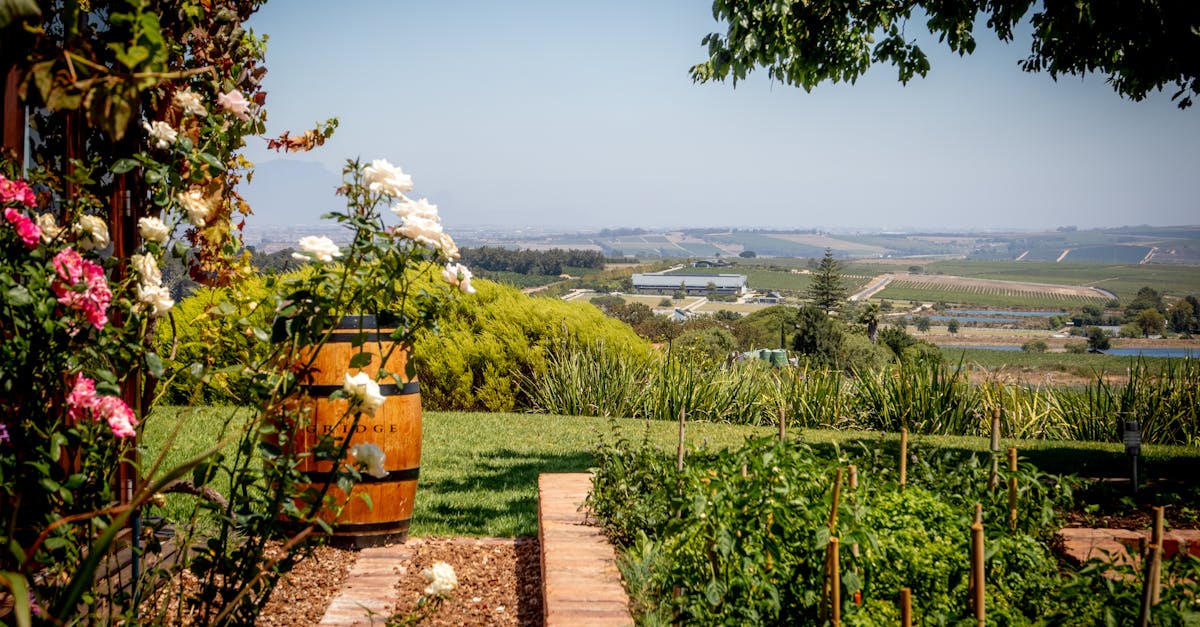 Lush vineyard and garden with flowers and a clear blue sky in Cape Town, South Africa.