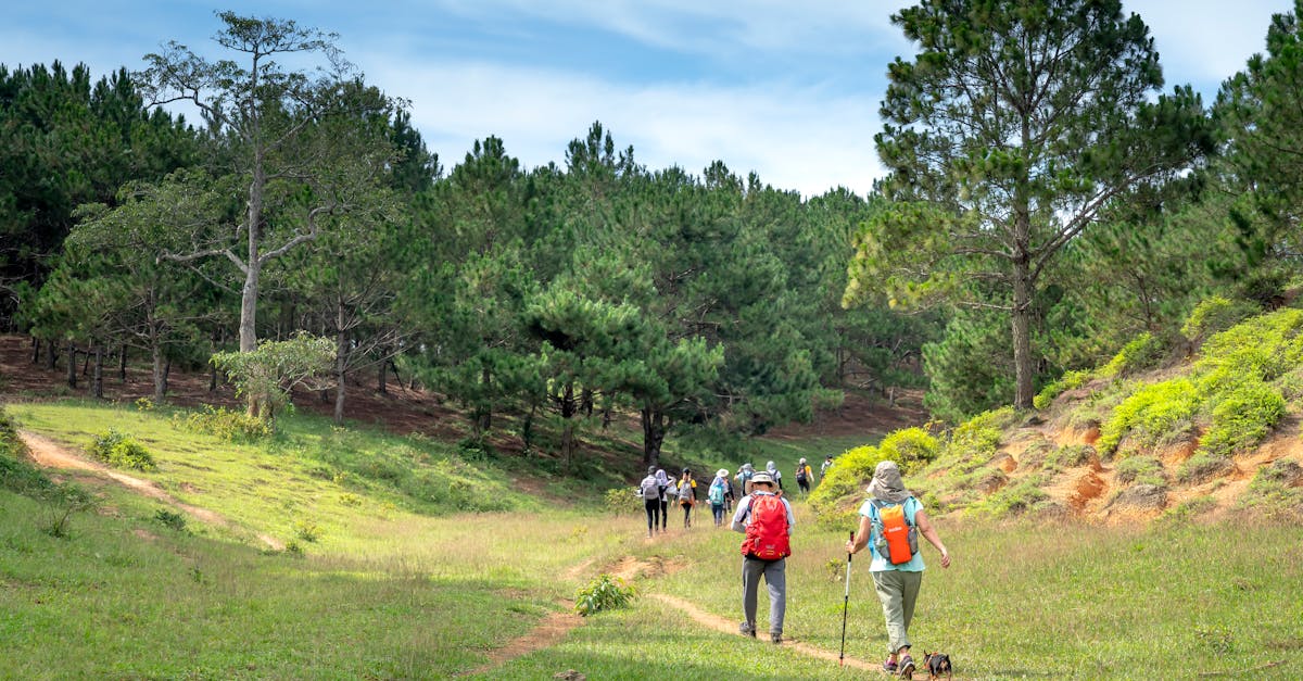 Back view travelers with backpacks strolling along narrow footpath in picturesque lush forest during vacation on sunny day