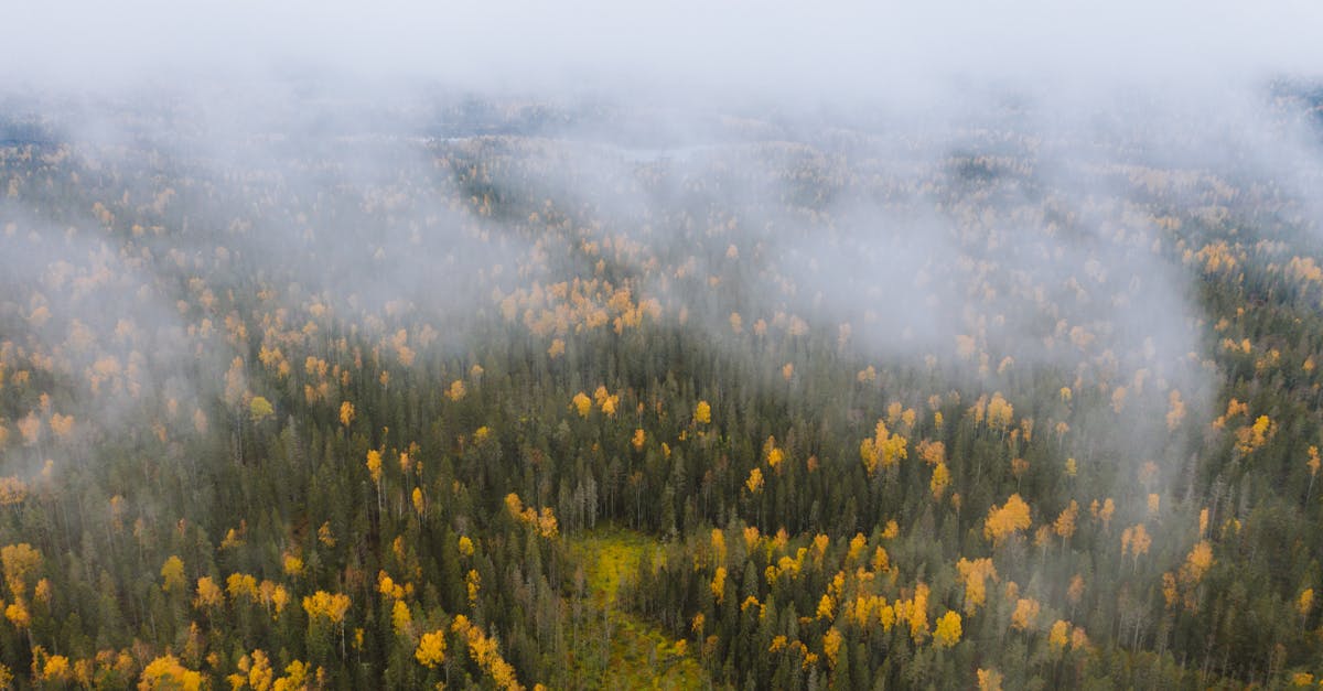 Aerial shot of a mist-covered autumn forest in Karelia, Russia, showcasing colorful foliage.