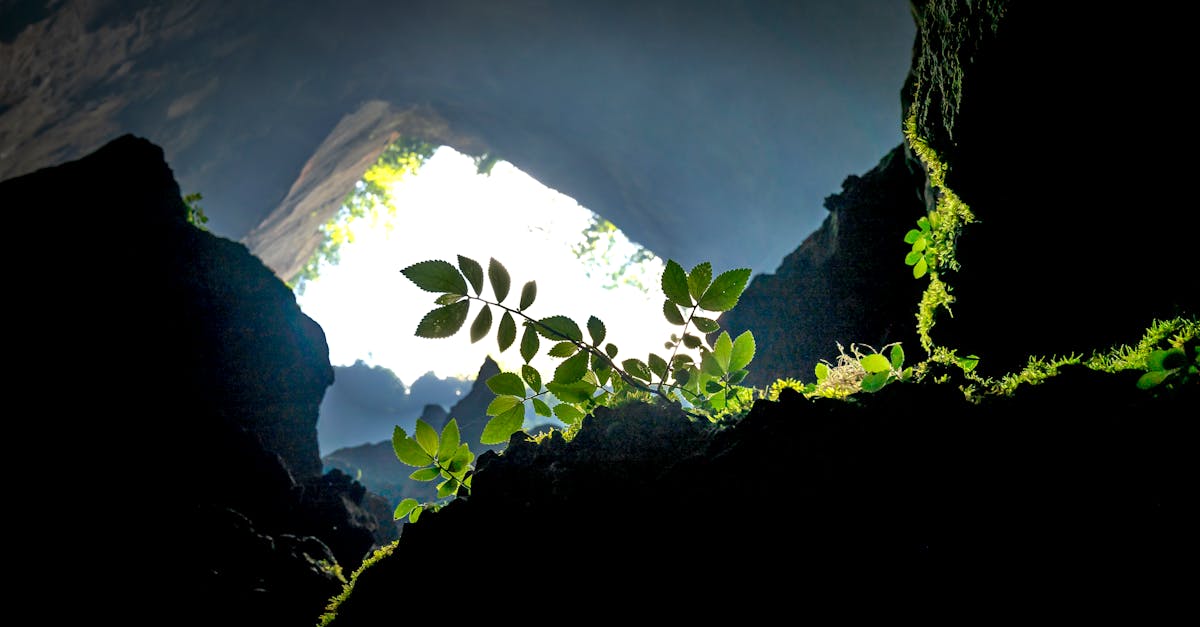 Vivid green leaves illuminated by sunlight inside a mysterious dark cave.