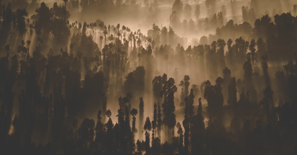 A mysterious forest landscape with sunbeams filtering through the trees in early dawn.