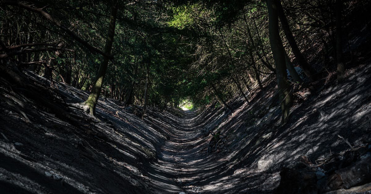 A narrow, shadowy forest path leads into dense woods, perfect for adventure seekers.
