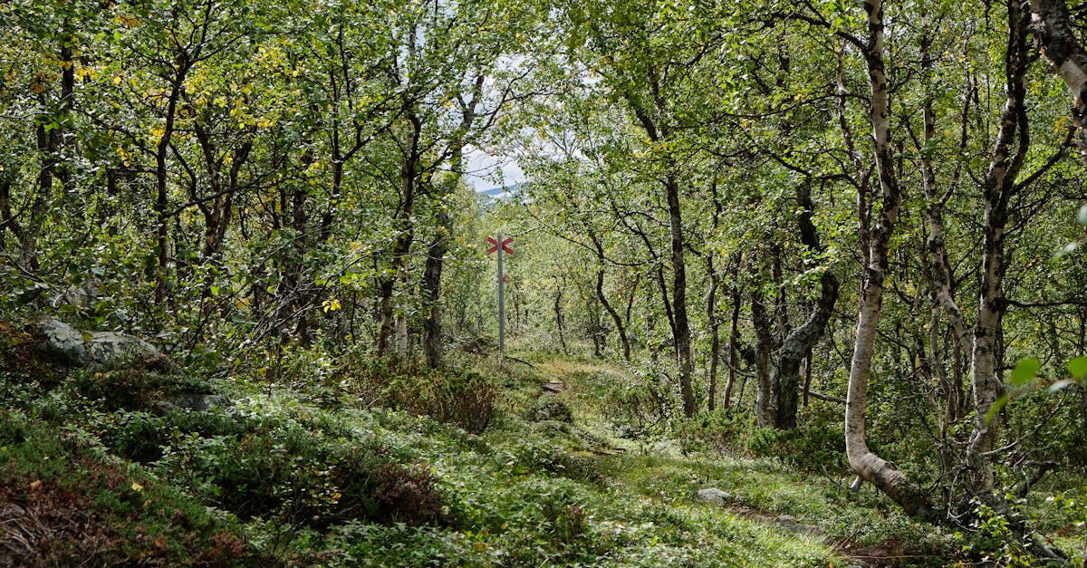 Scenic forest path with lush greenery and visible hiking marker.